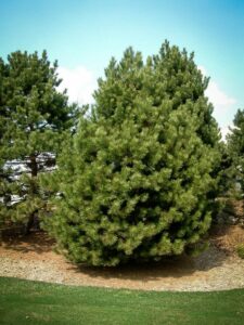 Сосна Чёрная (Pinus Nigra) купить по цене от 270.00р. в интернет-магазине «Посадика» с доставкой почтой в в Людиновое и по всей России – [изображение №1].