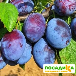 Слива Чачакская ранняя купить по цене от 229.00р. в интернет-магазине «Посадика» с доставкой почтой в в Людиновое и по всей России – [изображение №1].