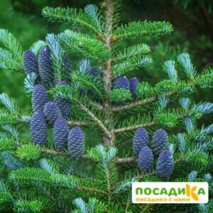 Пихта корейская (Abies koreana) купить по цене от 450.00р. в интернет-магазине «Посадика» с доставкой почтой в в Людиновое и по всей России – [изображение №1].