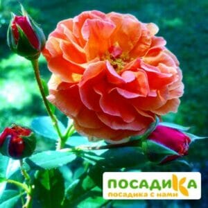 Роза Арабия купить по цене от 350.00р. в интернет-магазине «Посадика» с доставкой почтой в в Людиновое и по всей России – [изображение №1].