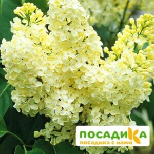 Сирень Примроуз (Primrose) купить по цене от 529.00р. в интернет-магазине «Посадика» с доставкой почтой в в Людиновое и по всей России – [изображение №1].