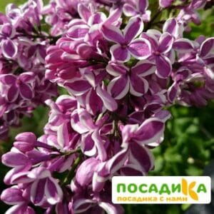 Сирень Сенсация купить по цене от 529.00р. в интернет-магазине «Посадика» с доставкой почтой в в Людиновое и по всей России – [изображение №1].