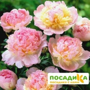 Пион Распберри Сандей (Paeonia Raspberry Sundae) купить по цене от 959р. в интернет-магазине «Посадика» с доставкой почтой в в Людиновое и по всей России – [изображение №1].