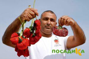 Клубника Гигант Джорнея купить по цене от 266р. в интернет-магазине «Посадика» с доставкой почтой в в Людиновое и по всей России – [изображение №1].