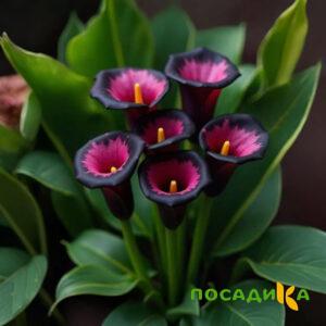 Калла Аура Лейс купить по цене от 400р. в интернет-магазине «Посадика» с доставкой почтой в в Людиновое и по всей России – [изображение №1].