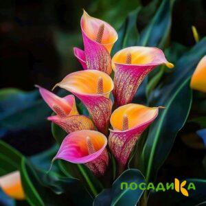 Калла Оникс купить по цене от 450р. в интернет-магазине «Посадика» с доставкой почтой в в Людиновое и по всей России – [изображение №1].