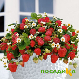 Клубника Рубиновый Шепот (горшечная) купить по цене от 240р. в интернет-магазине «Посадика» с доставкой почтой в в Людиновое и по всей России – [изображение №1].