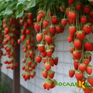 Клубника вьющаяся Комплимент купить по цене от 470р. в интернет-магазине «Посадика» с доставкой почтой в в Людиновое и по всей России – [изображение №1].