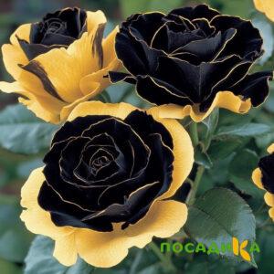 Роза Ханни Сикл купить по цене от 700р. в интернет-магазине «Посадика» с доставкой почтой в в Людиновое и по всей России – [изображение №1].