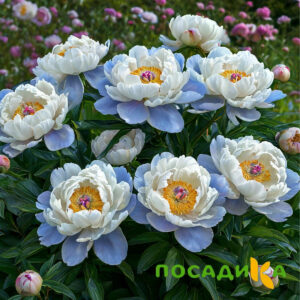 Пион акварельный Этюд купить по цене от 806р. в интернет-магазине «Посадика» с доставкой почтой в в Людиновое и по всей России – [изображение №1].