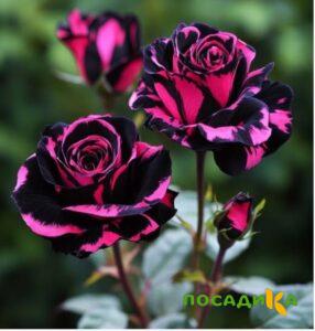 Роза Багровый Шепот купить по цене от 366р. в интернет-магазине «Посадика» с доставкой почтой в в Людиновое и по всей России – [изображение №1].