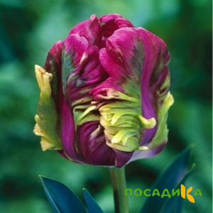 Тюльпан Экзотик Хэвен купить по цене от 186р. в интернет-магазине «Посадика» с доставкой почтой в в Людиновое и по всей России – [изображение №1].